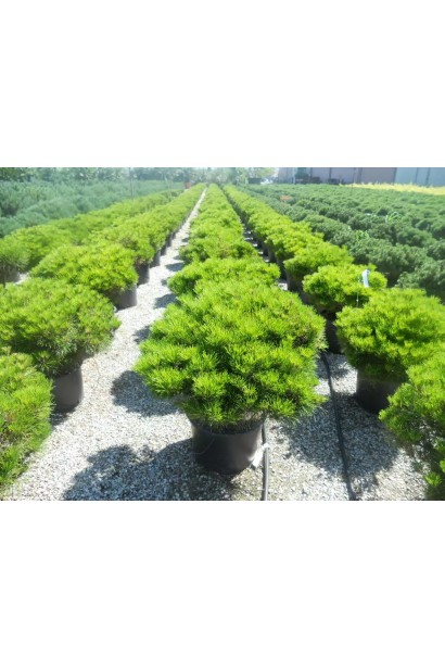 Сосна густоцветная Алиса Веркаде